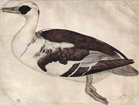 ピサネロ『鳥のスケッチ』ルーヴル美術館蔵